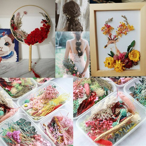 Mixed Color 3D Real Dried Flower Plants Pressed Flowers Making Craft DIY Decor