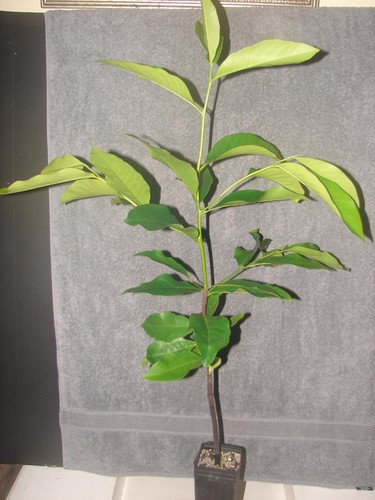 ~BLACK SAPOTE~ Diospyros digyna Chocolate Pudding Tree FRUIT TREE XXL 36-48+in