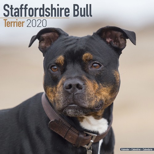 STAFFORDSHIRE BULL TERRIER CALENDAR 2020 WALL SQUARE 30cm x 30cm NEW /& SEALED