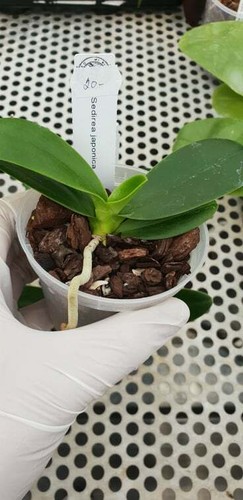 Sedirea japonica