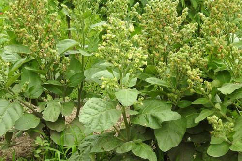 1,000 Seeds Details about / Native American Tobacco Seed Nicotia Rustica Hopi Tobacco