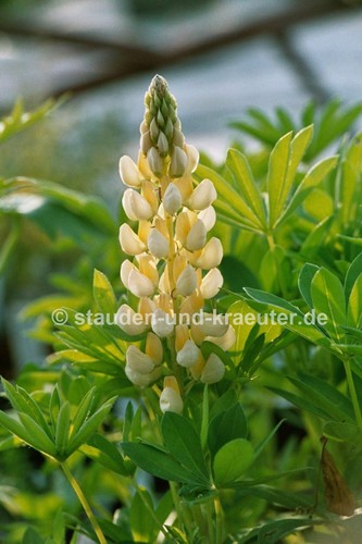 Lupinus X /"Gallery jaune/" dans la 9 Cmtopf plante Mi-Mollet LUPIN JAUNE