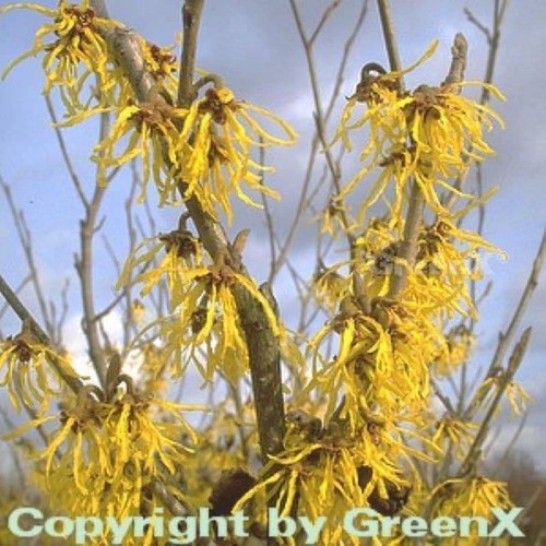 Hamamelis intermedia Schwefelgelbe Zaubernuß Arnold Promise 60-80cm