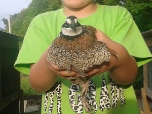 100 Georgia Giant Bobwhite Quail Hatching Eggs | eBay