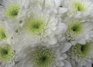  OF FRESH WHITE DOUBLE MASSING CHRYSANTHEMUMS  FUNERAL TRIBUTE  eBay