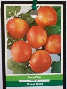 Bruce Plum Tree