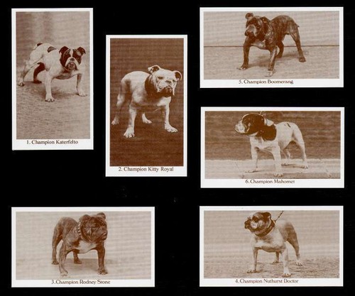 http://i.ebayimg.com/t/BULLDOG-DOGS-OF-YESTERYEAR-SET-OF-6-DOG-PHOTO-TRADE-CARDS-/00/s/NTk5WDcxOQ==/$(KGrHqUOKi8E61yvJ3YWBPLqD2RZcQ~~60_12.JPG