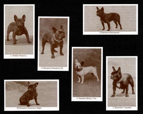 http://i.ebayimg.com/t/FRENCH-BULLDOG-DOGS-OF-YESTERYEAR-SET-OF-6-NAMED-DOG-PHOTO-TRADE-CARDS-/00/s/NTk5WDc1MQ==/$(KGrHqJHJCYE8fdfRwIzBPLqEjj,2g~~60_12.JPG