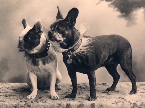 http://i.ebayimg.com/t/FRENCH-BULLDOG-TWO-DOGS-LOVELY-DOG-PHOTO-PRINT-MOUNTED-READY-TO-FRAME-/00/s/MTE5NlgxNjAw/z/KYkAAMXQR-dREq4G/$T2eC16ZHJF0E9nmFSue7BREq4GCJO!~~60_12.JPG