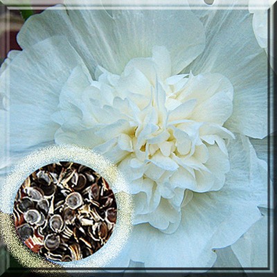 aylily 'Stella DE ORO' 1 TO 2 W Eyes Root B