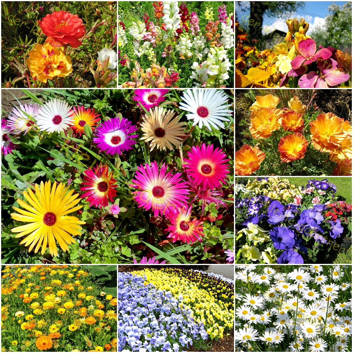 SOMMERBLUMENWIESE BLÜTENTEPPICH BLUMENMISCHUNG