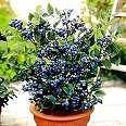 *SWEET* DWARF BLUEBERRY *50 seeds*RARE*FUN-4-KIDS* IDEAL FOR CONTAINERS* #1019-A in Home & Garden, Yard, Garden & Outdoor Living, Flowers, Trees & Plants | eBay