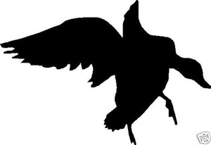 Duck Landing Silhouette