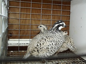 Snowflake Bobwhite Quail 20 Eggs NPIP Gunrunner Bloodlines Shipping Now