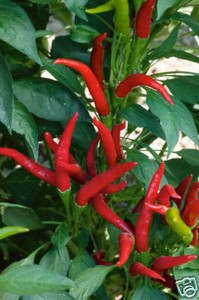 Ornamental+thai+peppers