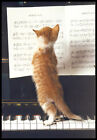 Greeting Card - Cat Kitten - John Daniels - Birthday 0918