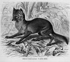 Goldschakal Canis aureus SCHAKAL Holzstich von 1891 Wildhund 