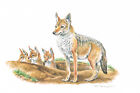 Goldschakal Raubtiere Hundeartige - Kunstdruck-Bild - 25,5 x 17,5 cm