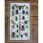 Butterfly Insects Rare Wildlife Display Eupatorus Taxidermy Beetle Gift  Bug Fly