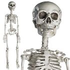 30 Inch Skeleton Halloween Decoration Life Size Full Body with Movable Joints