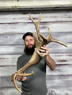 Dark Mini 9pt Red Stag Shed Antler Horn Mount Taxidermy Man Cave Cabin Decor