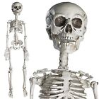 30” Halloween Skeleton for Halloween Décor & Day of The Dead Décor