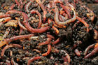 500 Stck. Kompostwürmer Kompostbeschleuniger für Gartenabfälle und Bio Abfälle