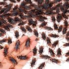 Wirrabilla Pretty Realistic 120PCS Fake Roaches, Fake Cockroaches Great Way t...