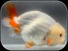 R1022 - Japanese Ranchu  Goldfish WYSWYG  3 - 3.5”” (Item #R1022)