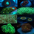Beginner Mixed Coral Pack 10 Frags (Soft, SPS, LPS) OFFICE NANO CORAL PACK
