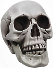 POWER TOY Skull for Halloween Decoration Human Skull Graveyard Outdoor