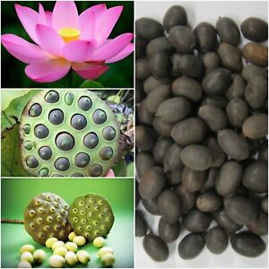 Lotus Seeds Ceylon Nelumbo Nucifera,Lotus Flower Seeds From Ceylon 10+ SEEDS