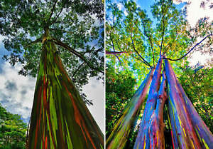 Eucalyptus deglupta, Rainbow Eucalyptus - 100 to 1000 Seeds - FREE SHIPPING