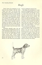 The Beagle - Vintage Dog Art Print - Matted "G"