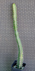 Euphorbia Evansii Plant Large 13