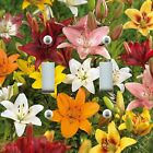 ALL SIZES Light Switch Plate Cover ELEGANT FLORAL ORANGE YELLOW PINK LILIES LILY
