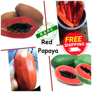 +100 Papaya Seeds RED Dwarf Carica Lady Solo Plant Fast Houseplant FREE Shipping