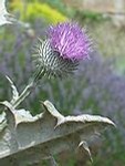 scottishthistle63