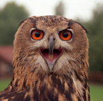 waveney_lodge