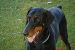 bedazzled.dobe