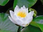 fleurdenenuphar