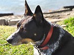tablelandsdog