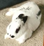 coriniumbunny