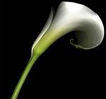 passionwithflowers