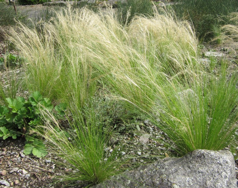 25 Samen Frauenhaargras, Zartes Federgras (Stipa /Nasella Tenuissima), Ziergras