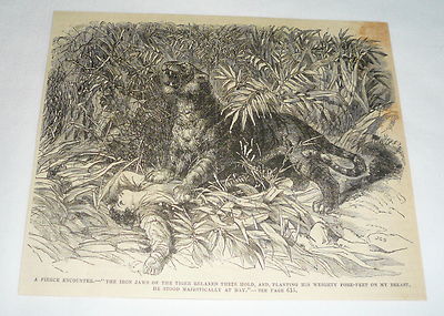 1877 magazine engraving ~ TIGER TAKING DOWN A HUNTER