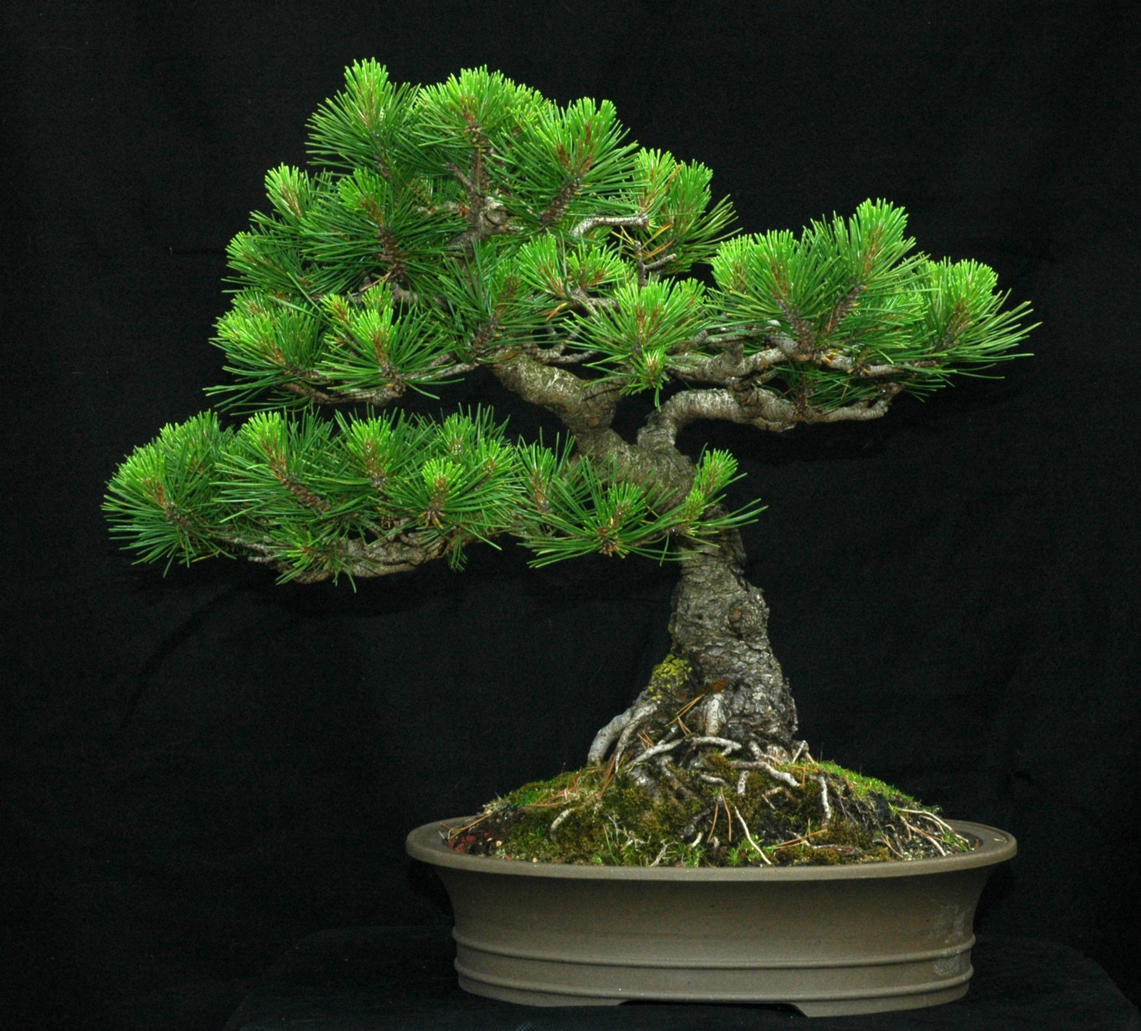 Mugo Pine, Pinus mugo Montana, Tree Seeds (Hardy Evergreen, Bonsai,  Topiary) | eBay