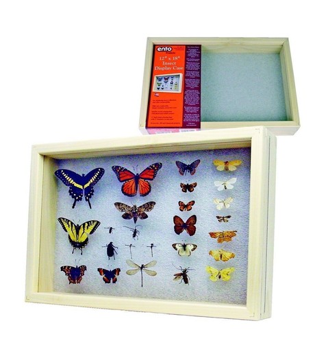 j36734. Insects, Small insects sp. Vietnam, KonTum | eBay