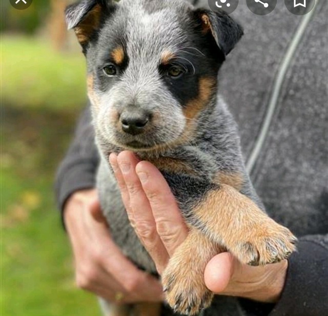 gumtree blue heeler