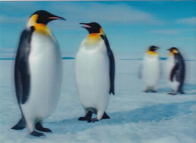 POSTCARD: 3D TYPE   ''EMPEROR PENGUINS''   BY AUTHENTIC CARDS 